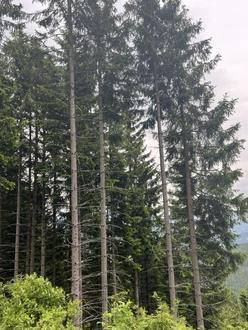 6,7 ha Wald in Obdach