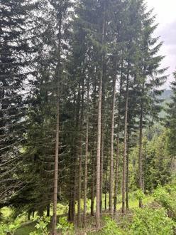 6,7 ha Wald im Zirbenland