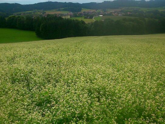 ALLEINLAGE - Bauernsacherl mit ca. 7.8 ha in Regau / Rutzenmoos!