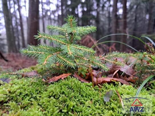 Baugrund mit Wald & Wiese in idyllischer Lage!