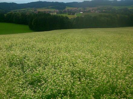 ALLEINLAGE - Bauernsacherl mit ca. 7.8 ha für Naturliebhaber!