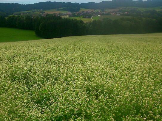 Sonniges Baugrundstück am Waldrand zu verkaufen!