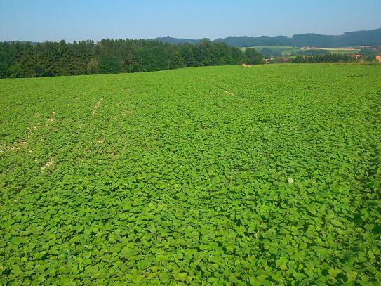 Schnell sein - Landwirtschftliches Grundstück Nähe Linz zu verkaufen!