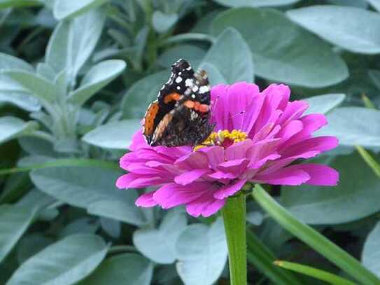 GARTENGRUNDSTÜCK am Limbach in 39397 SCHWANEBECK