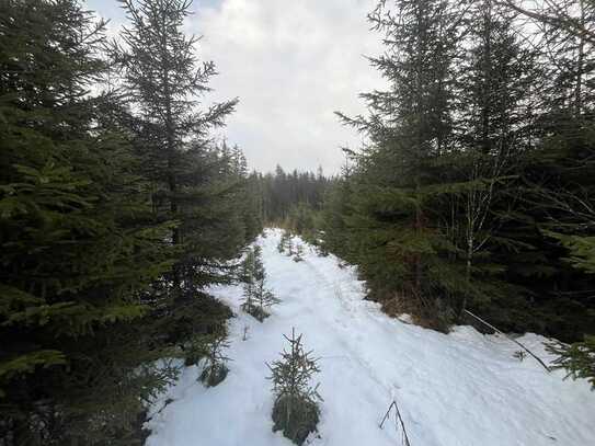 FÜR EIGENVERSORGER!!! Waldgrundstück Nähe Lengenwang