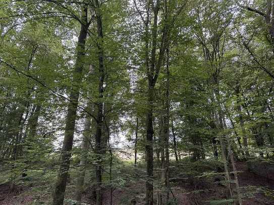 Grundstück-Waldfläche bei Hammelburg - Morlesau