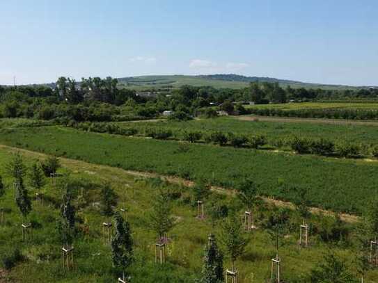 Baugrundstück mit traumhaftem Blick in idyllischer, ruhiger Feldrandlage von Gau-Algesheim