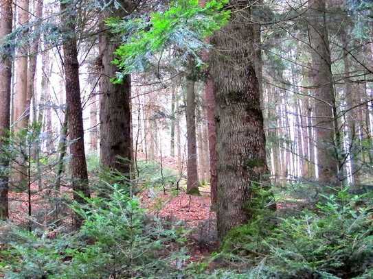 Wunderschöne Waldfläche mit Altbaumbestand