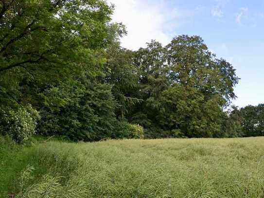 Ca. 3 ha vitaler Mischwald vor den Toren Rostocks