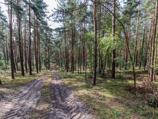 Interessante Waldflächen in der Nähe von Hitzacker (Elbe)