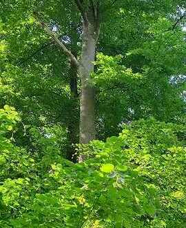 HOLZGOLD _ WaldGrundstück _ Nähe Schlossruine Waseneck