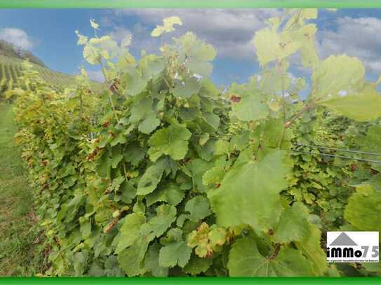 🍇🌿 Weinberg auf der Gemarkung Knittlingen