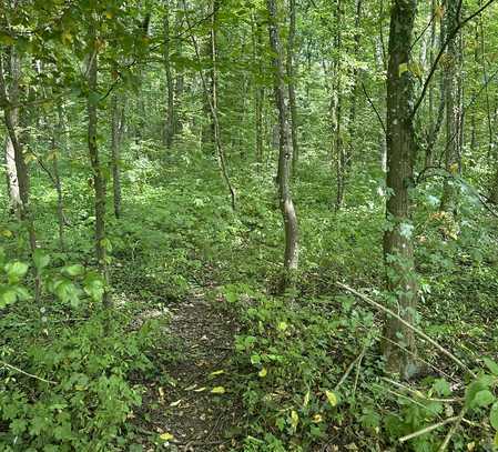 NATURNAHER WALD MIT ALTEM BAUMBESTAND in Kleinbettlingen - 707-24