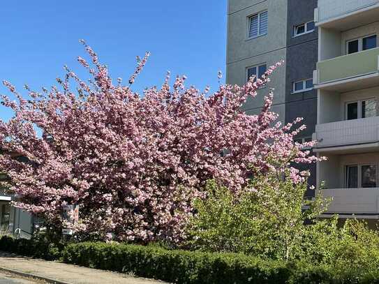 Bewerberstopp ! sonnige 3-Zimmer Wohnung mit Balkon Pawlowstraße 3 NEU