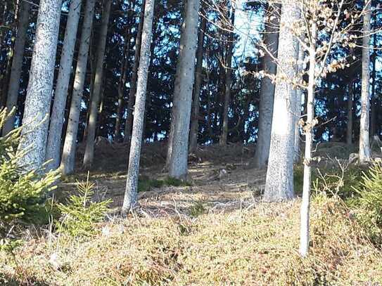 Waldgrundstück 9,3ha,davon 1,3ha Viehweide im Allgäu