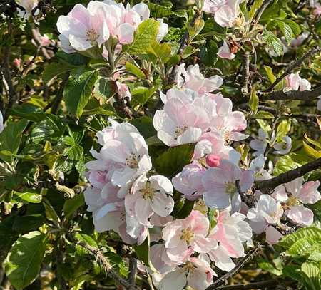 Der nächste Frühling im eigenen Garten?