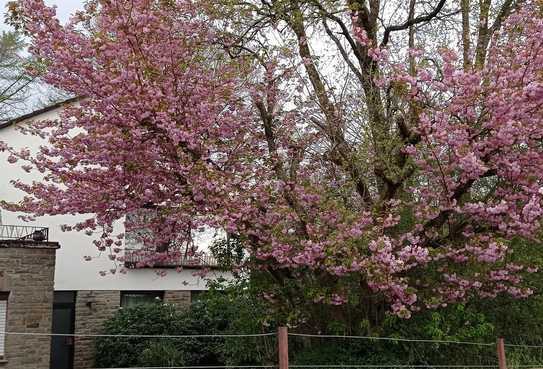 PREISSENKUNG !Naturnahes Einfamilienhaus mit separater Einliegerwohnung