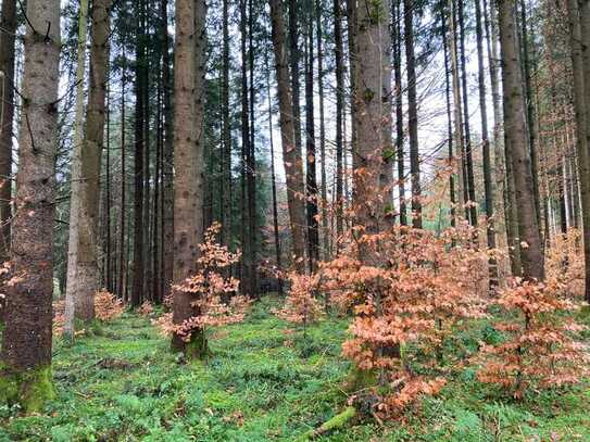 Waldfläche mit Qualität, Ertrag und Nachhaltigkeit!