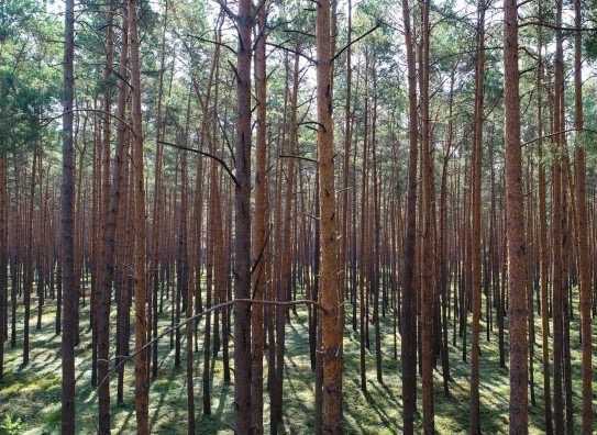 Waldflächen in Gemarkung Jeggau zu verkaufen