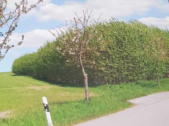 Vom Ackerland zum "Energiewald" als Energieträger