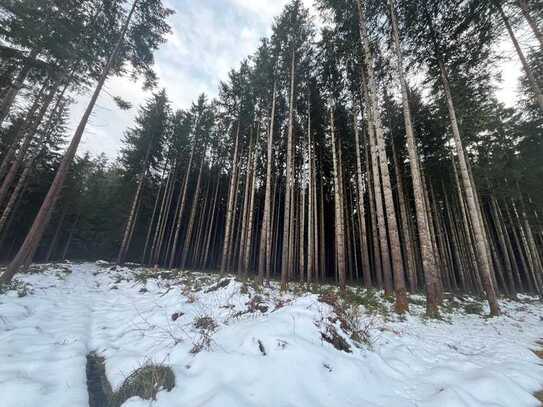 WENN DER WALD RUFT!!! Waldgrundstück Nähe Lengenwang