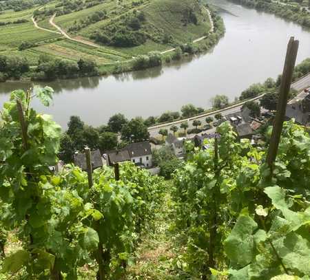 Bio-Riesling-Weinberg, wurzelecht, alte Reben, in Europas steilster Weinbaulage am Bremmer Calmont