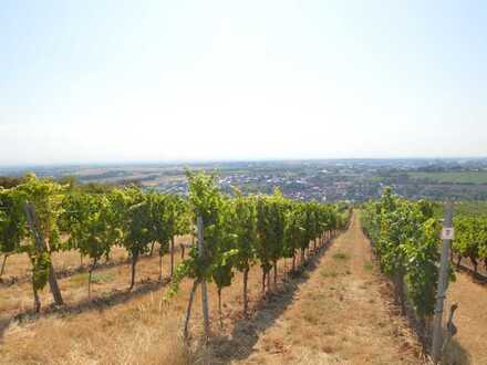 BIETERVERFAHREN: Über 9 ha. Weinberge in Asselheim und Mühlheim zu verkaufen