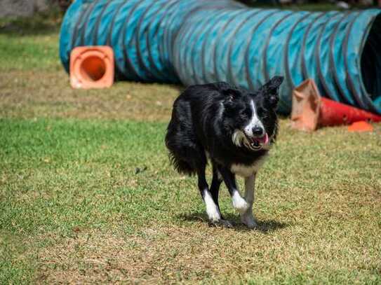 Hundeschulen aufgepasst: weitläufiger Trainingsplatz zu vermieten - eingezäunt und in ruhiger Lage!