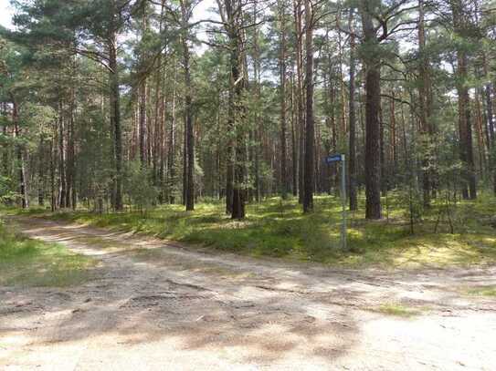 Auktion - Über 1,7 Hektar vertragsfreie Waldfläche innerhalb eines größeren Waldgebietes