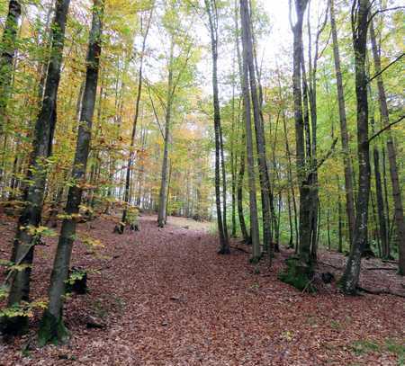 Wald bzw. Freizeitgrundstück mit Fischteich u. Baumhaus in sehr ruhig u. idyllisch Nähe Schöllnach