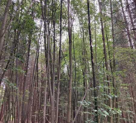 Waldfläche mit Nachhaltigkeit!