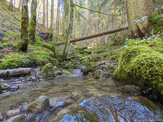 WUNDERSCHÖNER NATUR-BERGWALD, UNTERHALB DES KREUZJOCH - PRIVATWALD