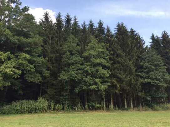 *Top gepflegtes Waldgrundstück mit altem Baumbestand*Schlagreif*