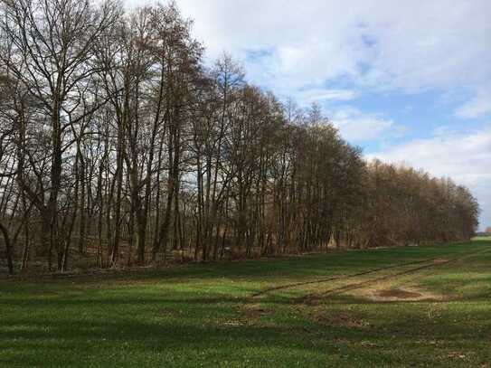 Waldgrundstücke und Gewässer bei Leipzig - Wald - Forst - Angelgewässer - Privatwald - Waldfläche