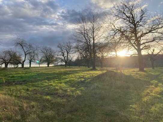 Streuobstwiese in landschaftlich schöner Lage in der Nähe von Großwangen