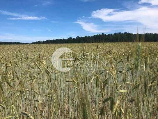 ++ANGEBOTSABGABEFRIST 30.04.2024++ Verpachtung von rd. 4,6 ha Ackerland i. d. Gem. Süttorf (Oetzen)