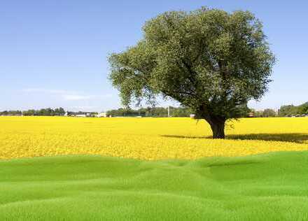 Landwirtschaftliche Fläche - Grünland in Schermbeck-Bricht