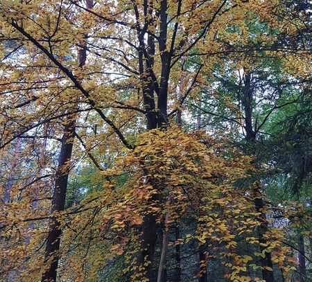 Wald bei Tiefenstürmig / Gemeinde 91330 Eggolsheim zu verkaufen!