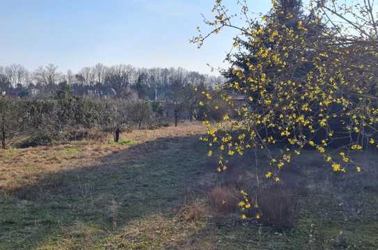 Filetgrundstück am Quenzsee - Zufahrt über Privatstraße