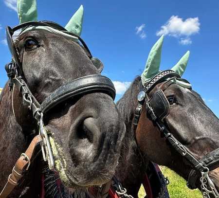 + Teilverpachtung: Gepflegte, seit 25 Jahren erfolgreich geführte Reitanlage in idyllischer Lage +