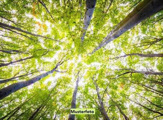 Wald- und Verkehrsfläche