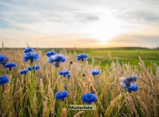 Landwirtschafts- und Waldfläche - provisionsfrei