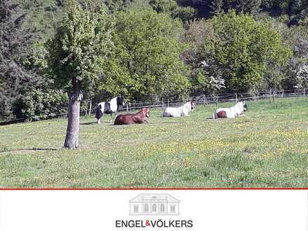 Attraktive Weidefläche - Eingezäuntes Pferdeparadies