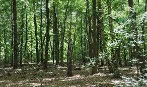 Waldgrundstück in Wiesenburg/Mark