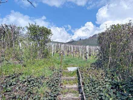 Am Weinberg wohnen, Südterrasse und Balkon