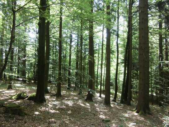 Schöner Bergmischwald, Nähe Freyung/Bayerischer Wald