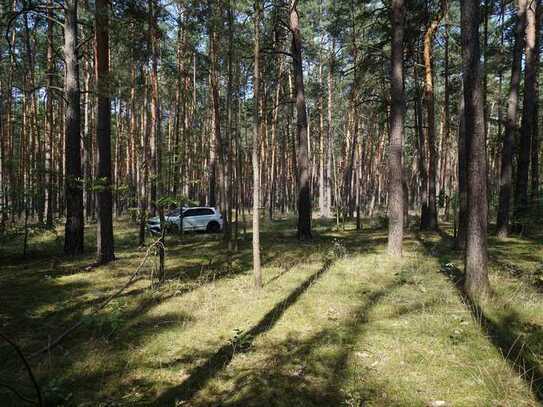 Ein großes Waldgrundstück in der Waldgemeinde Borkwalde