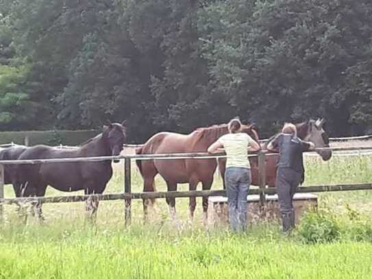 Charmante Reitanlage mit historischem Wohnhaus und Gewerberäumen