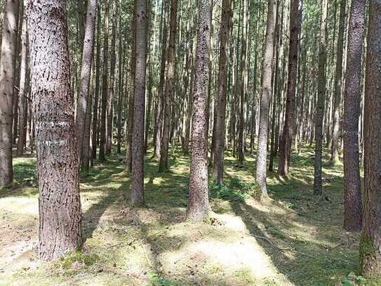 Waldfläche mit sehr guter Zufahrt bei Schrobenhausen