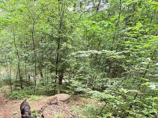 Herrliches Waldgrundstück am Schönberg in Sonneberg - kein Bauland